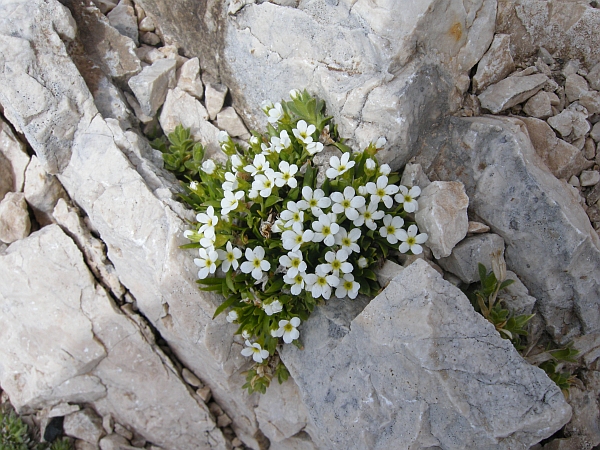 Androsace mathildae / Androsace abruzzese